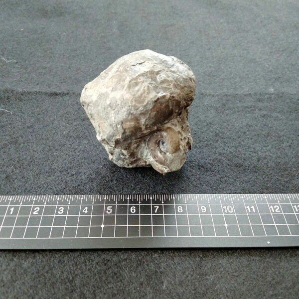 北海道産　ウニとアンモナイトの化石