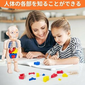 Tcvents 子供用 内臓取り外し可能 人体内臓モデル オルガンモデル 3 人体解剖モデル おもちゃ 人体模型 303