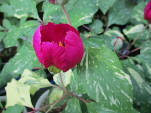  fields and mountains grass,. entering . color . flower yama paeonia lactiflora ( Tsu light .). real raw goods.