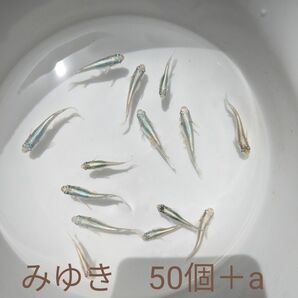 みゆきメダカ　有精卵50個＋a