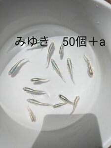 みゆきメダカ　有精卵50個＋a