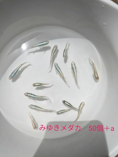 みゆきメダカ　有精卵50個＋a