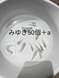 みゆきメダカ　有精卵50個＋a