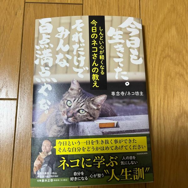 しんどい心が軽くなる今日のネコさんの教え 専念寺　ネコ坊主／著