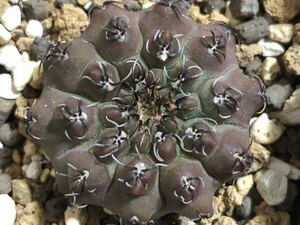 サボテン　ギムノカリキウム 瑞昌玉　実生　多肉植物 