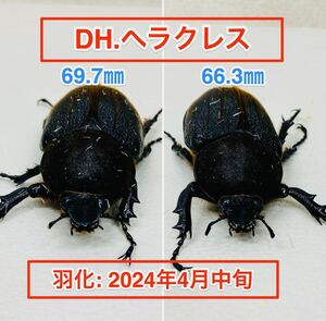 10. DH.ヘラクレス 69.7/66.3㎜ メス2匹