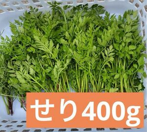 採りたて発送　無農薬せり　400g