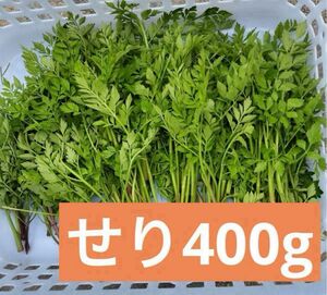 無農薬　柔らかく、香り高いせり　セリ　400g 天然 野菜