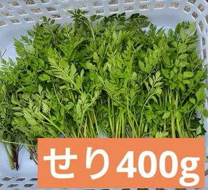 無農薬　せり400g 天然せり　