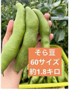 無農薬！採りたて発送　そら豆　60サイズいっぱい　約1.8キロ