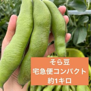 そら豆　宅急便コンパクトいっぱい！！安心無農薬　採りたて発送　約1キロ