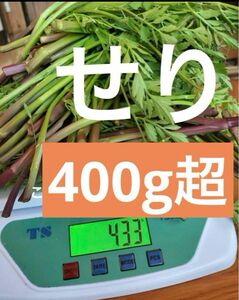 大好評！！天然せり　無農薬400g超え