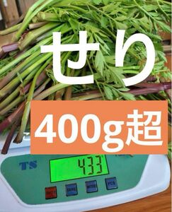 天然せり！香り高く柔らかい！400g超え 農家直送