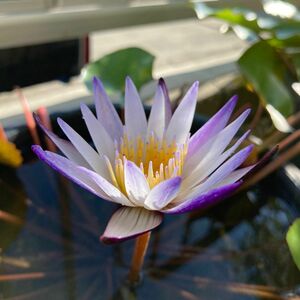 スイレン ムラサキシキブ　紫式部　球根 ニムファ 睡蓮 すいれん　水生植物　むらさきしきぶ