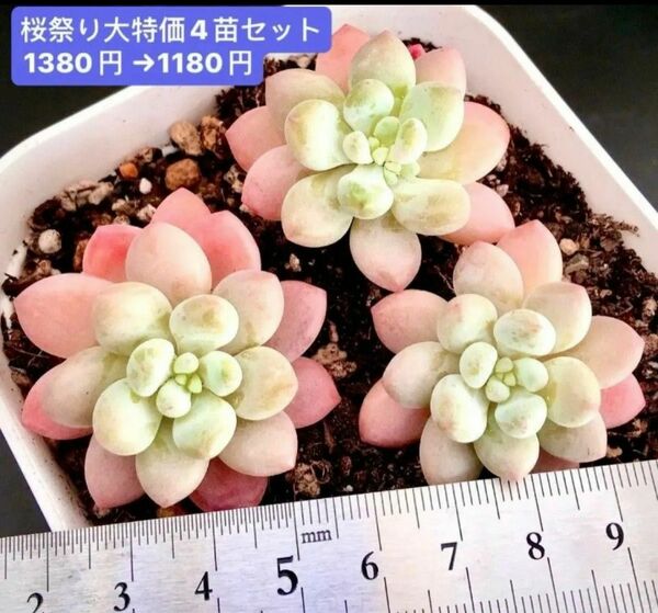 限定SALE★3苗セット968円★新入荷韓国苗★ロココ★可愛紅葉超美苗★多肉植物★エケベリア