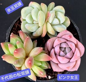 限定SALE★3苗セット968円★新入荷韓国苗★氷玉、千代田の松、ピンク女王★極レア種★超可愛い超美苗★多肉植物★エケベリア