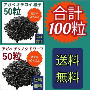 【即購入可】アガベ　チタノタドワーフの種子50粒　オテロイの種子50粒　セット