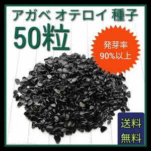 【即購入可】人気品種　アガベ　オテロイの種子 50粒