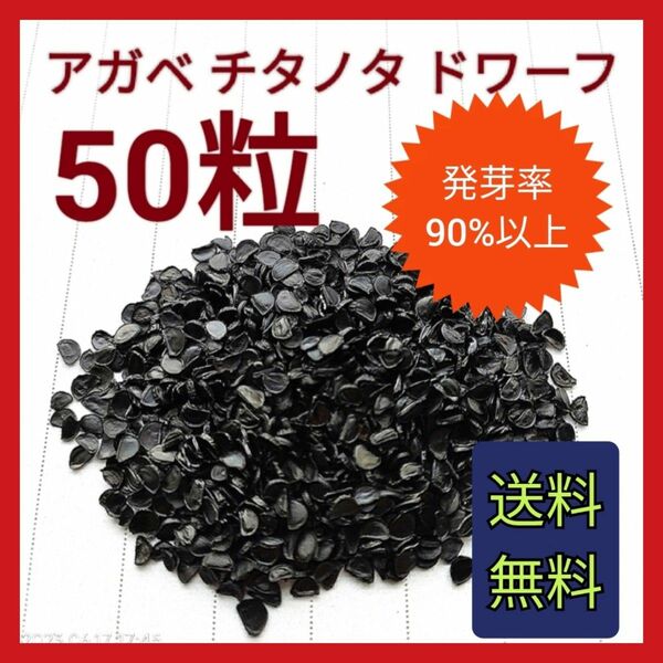 【即購入可】アガベ　チタノタドワーフの種子　50粒