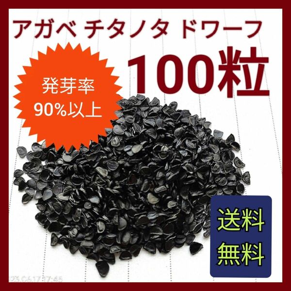 【即購入可】アガベ　チタノタドワーフの種子　100粒　