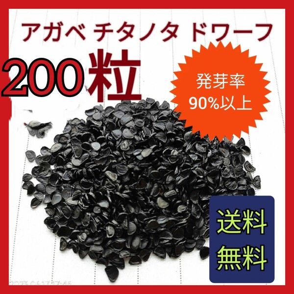 【即購入可】アガベ　チタノタドワーフの種子　200粒