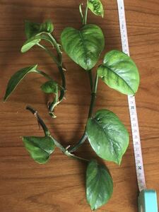  pothos stay tas cut leaf difference .3