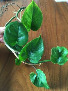  pothos stay tas cut leaf difference .4