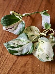  pothos stay tas cut leaf difference .5