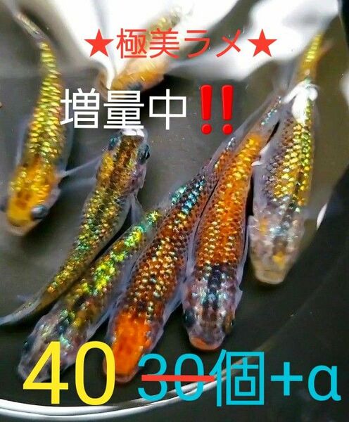 新系統 オーロラ黄ラメ めだか　有精卵40個+α　　☆★ラメのり抜群★☆　　只今、増量中！！