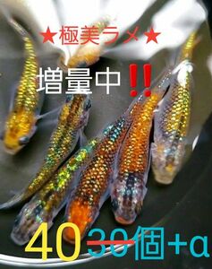 新系統 オーロラ黄ラメ めだか　有精卵30個+α　　☆★ラメのり抜群★☆　只今、増量中！！