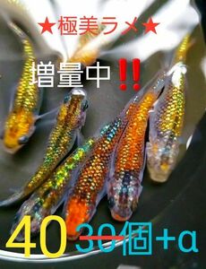 新系統 オーロラ黄ラメ めだか　有精卵40個+α　　☆★ラメのり抜群★☆　只今、増量中！！