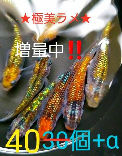 新系統 オーロラ黄ラメ めだか　有精卵40個+α　　☆★ラメのり抜群★☆　只今、増量中！！