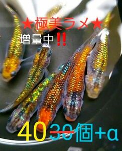 新系統 オーロラ黄ラメ めだか　有精卵40個+α　　☆★ラメのり抜群★☆　只今、増量中！！