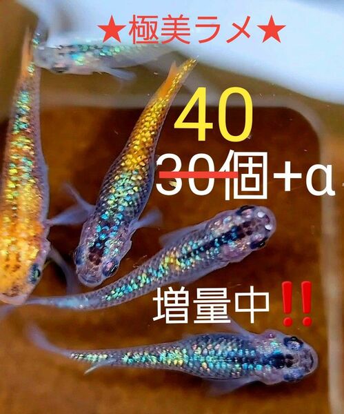 ユリサファ ( ユリシス × サファイア )　めだか　　　有精卵40個+α　　　只今、増量中！！