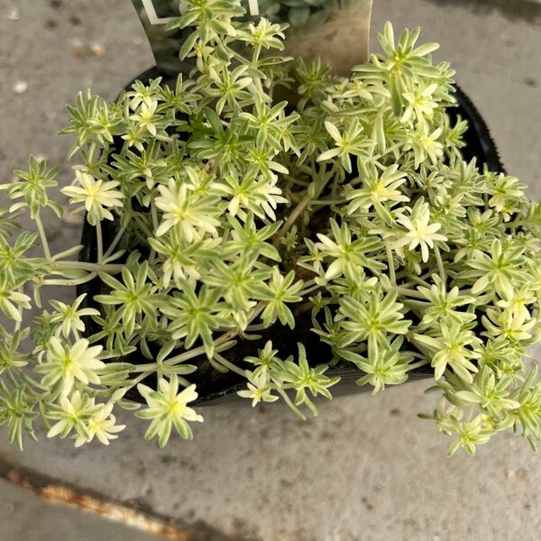 多肉植物 セダム　ミルクゥージ②