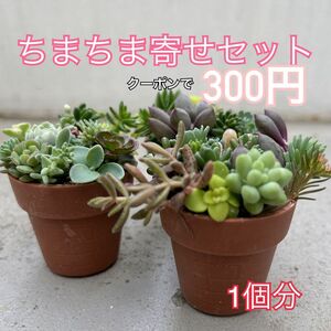 多肉植物　寄せ植えセット　カット苗　土　植木鉢のセットです　ちまちま寄せ　すぐ出来る　飾れる　セダム　カット苗　つぶつぶ