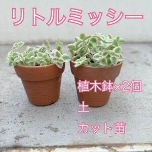 多肉植物　リトルミッシー　セット　カット苗　土　植木鉢のセットです　ちまちま寄せ　すぐ出来る　飾れる　セダム　カット苗　