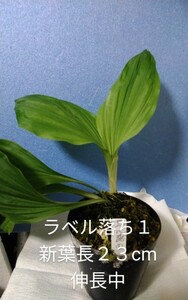 颯　　ラベル落ち１　来春初花期待苗６０（えびね・エビネ・春蘭・寒蘭・山野草 )