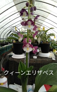 颯　　瀬戸の真珠×クィーンエリザベス　未開花小苗２本　６０（えびね・エビネ・春蘭・寒蘭・山野草 )