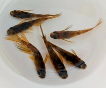 【極上】和墨リアルロングフィン　稚魚10匹＋1匹、を出品いたします!!(^o^)_画像5