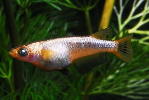 【極上】メタルコブラ（MARIMOYA関東様累代）　稚魚5匹＋1匹、を出品いたします!!(^o^)