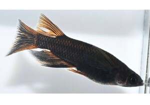 【極上】五式タイプR GODリアルロングフィン（ライトニング様累代）　稚魚7匹＋1匹、を出品いたします!!(^o^)