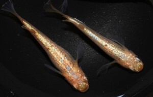 【極上】サンシャイン（サバンナ様累代）　稚魚5匹＋1匹、を出品いたします!!(^o^)