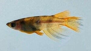 【極上】和墨リアルロングフィン　稚魚10匹＋1匹、を出品いたします!!(^o^)