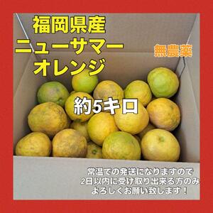 【訳あり品】福岡県産 無農薬 ニューサマーオレンジ 約5キロ 自然栽培 日向夏
