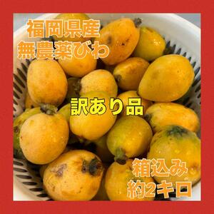 【訳あり品】福岡県産 びわ 約2キロ 自然栽培 農薬不使用 果物 安心 おやつ