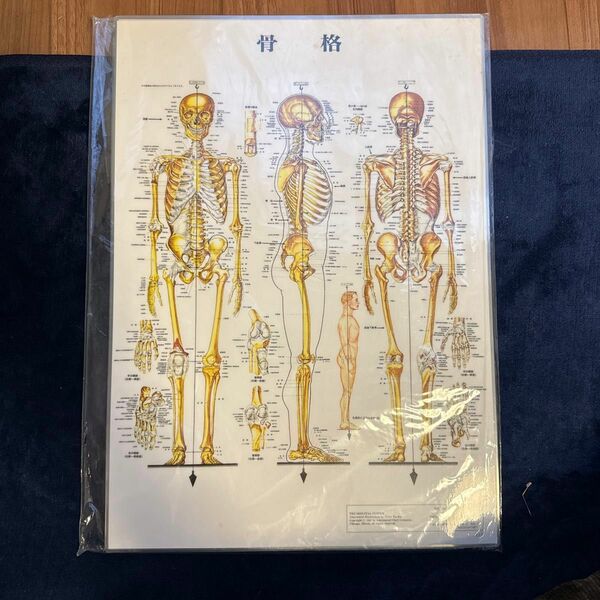 人体ポスター 3D人体チャート 骨格 縦42.5×横30.5cm
