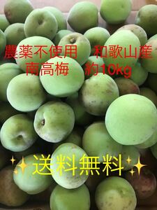 [ with translation pesticide un- use Wakayama production south height plum blue plum approximately 10kg agriculture house direct delivery flight ]