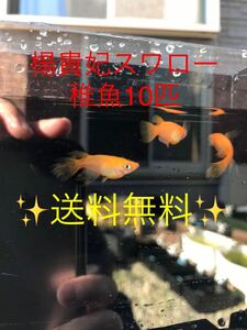 楊貴妃スワロー　メダカ　稚魚10匹　　　 送料無料）検索用　レッドクリフ　ネプチューン　サンシャイン　ハイビスカス　紅白　