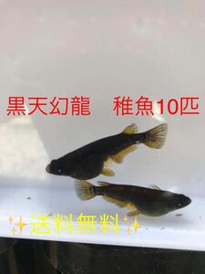 黒天幻龍　ブルーアイ　メダカ　稚魚10匹　　　 送料無料）検索用　レッドクリフ　ネプチューン　サンシャイン　ハイビスカス　紅白　